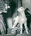 Animal Goat - Vintage Photograph