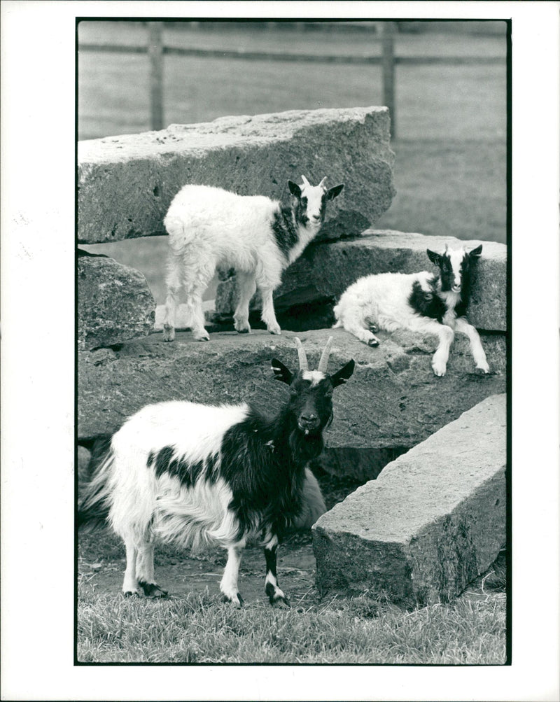 Animal Goat - Vintage Photograph