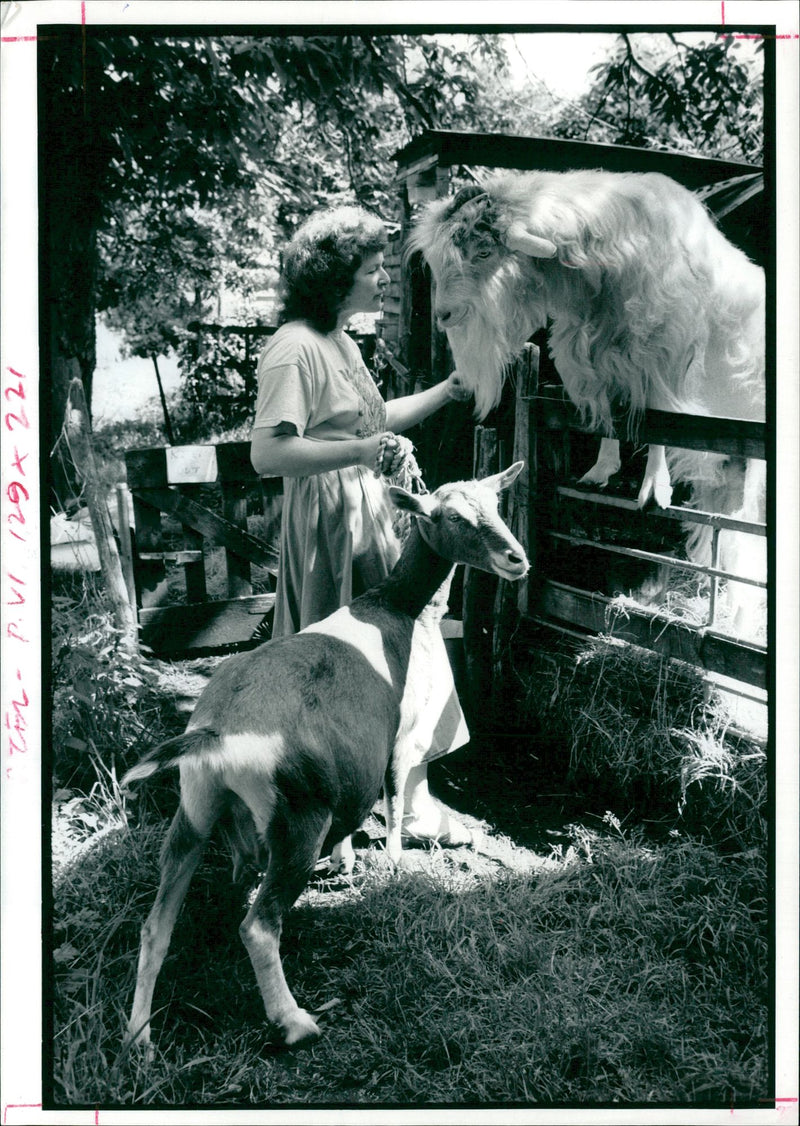 Animal Goat - Vintage Photograph