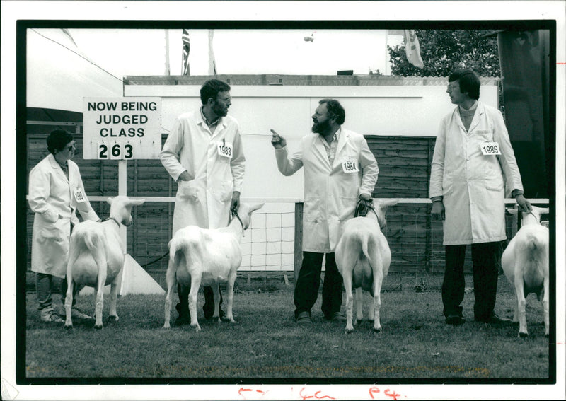 Animal Goat - Vintage Photograph