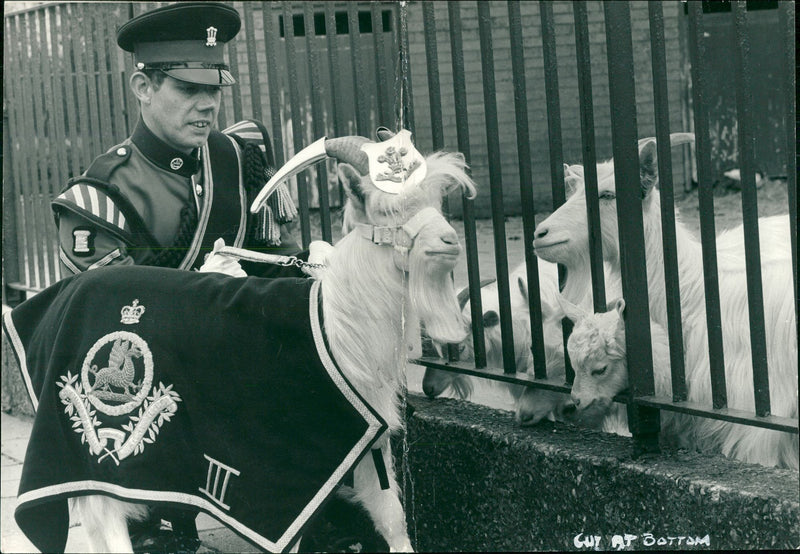 Animal Goat - Vintage Photograph