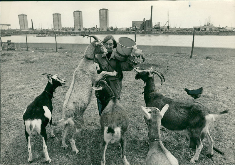 Animal Goat - Vintage Photograph