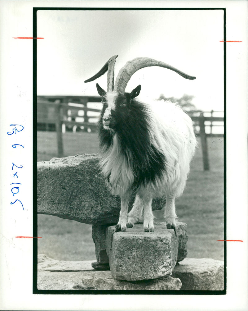 Animal Goat - Vintage Photograph