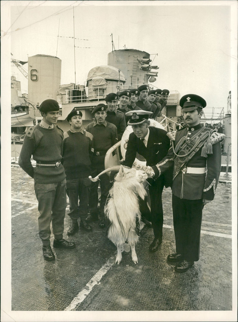 Animal Goat - Vintage Photograph