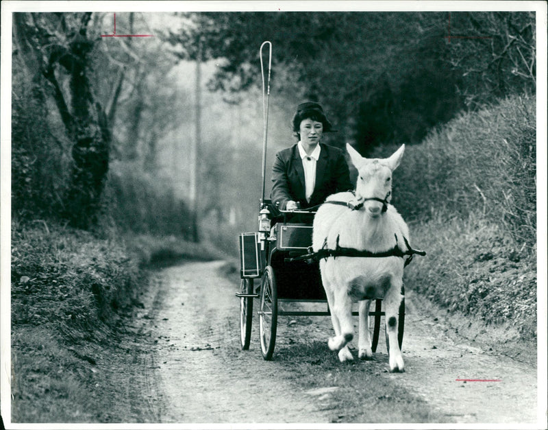 Animal Goat - Vintage Photograph