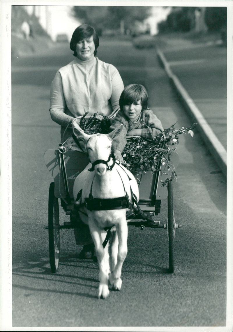 Animal Goat - Vintage Photograph