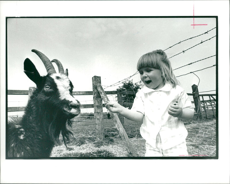 Animal Goat - Vintage Photograph