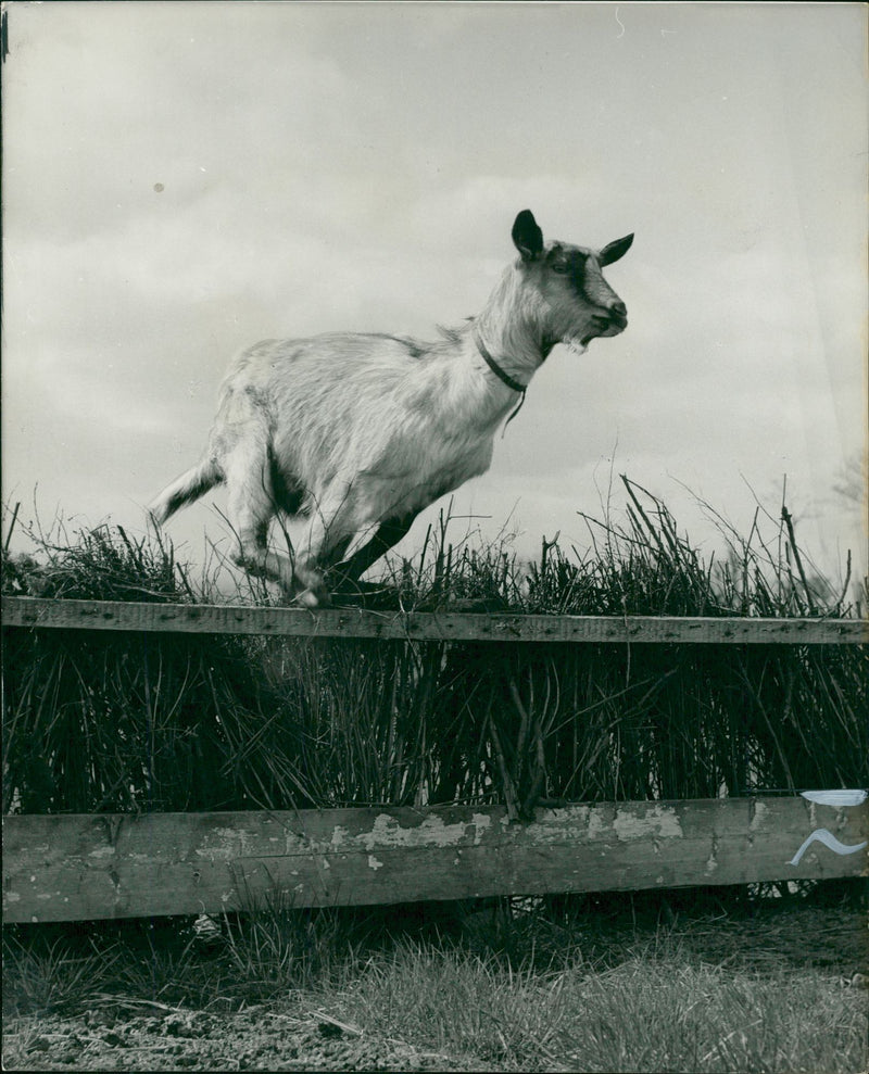 Animal Goat - Vintage Photograph