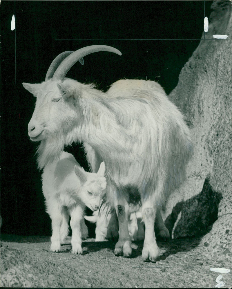 Animal Goat - Vintage Photograph