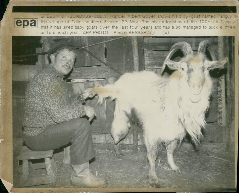 Animal Goat - Vintage Photograph