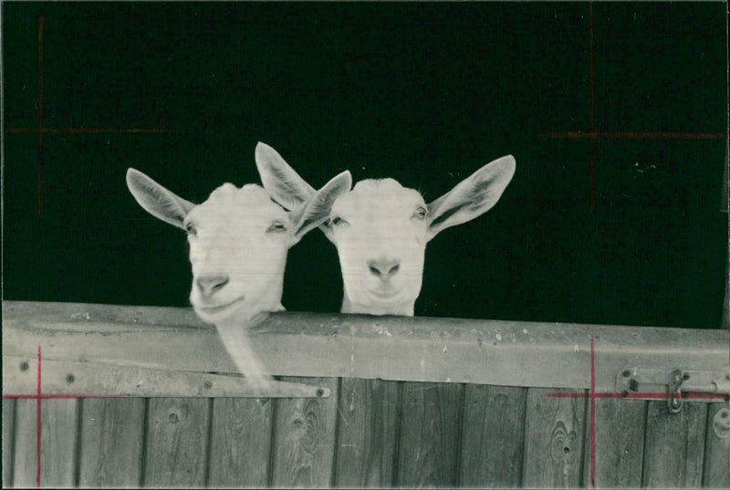 Animal Goat - Vintage Photograph