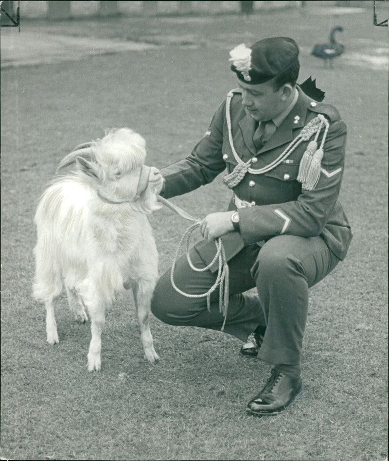 Animal Goat - Vintage Photograph