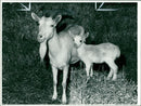 Animal Goat - Vintage Photograph