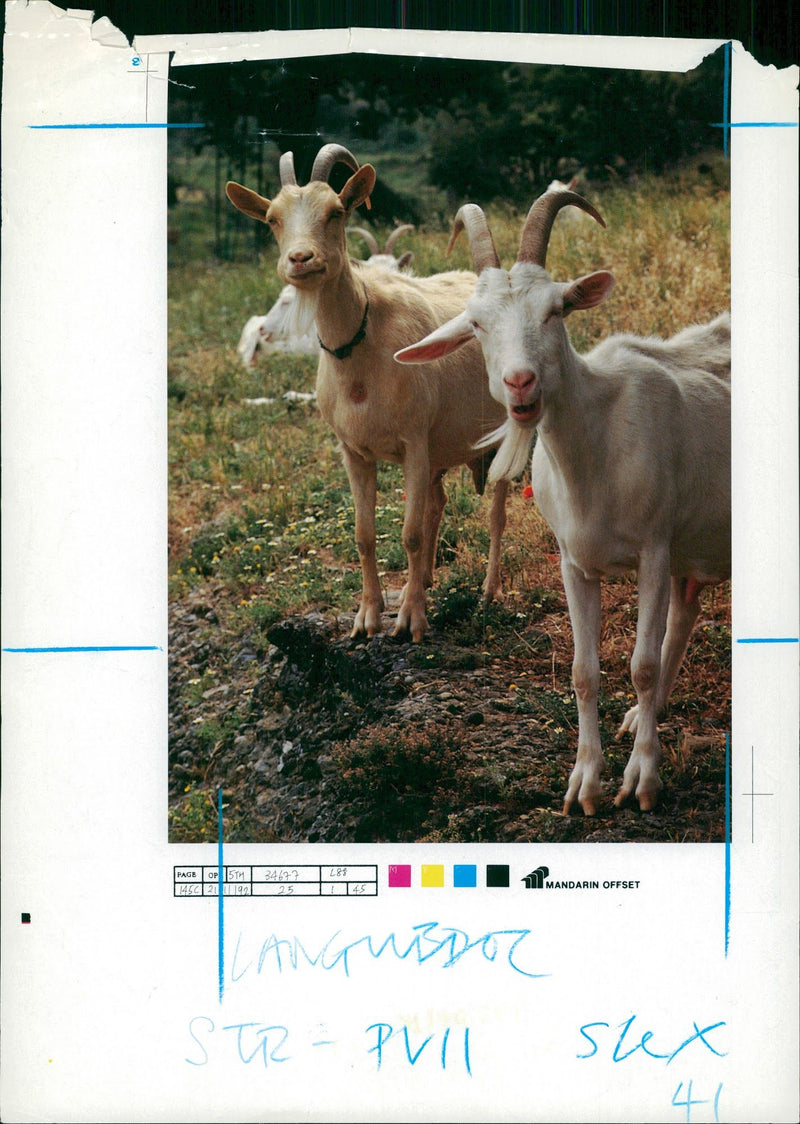 Animal Goat - Vintage Photograph