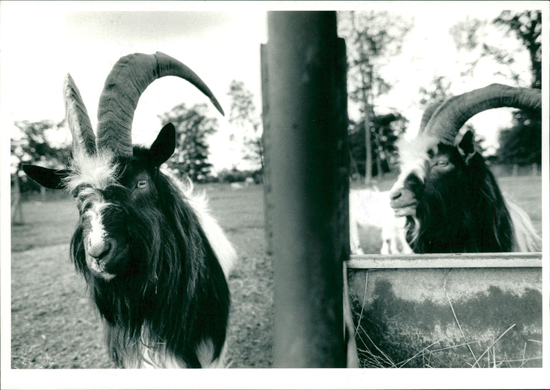 Animal Goat - Vintage Photograph