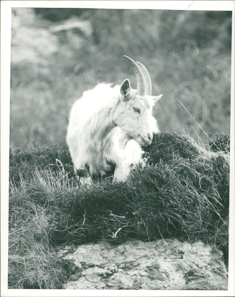 Animal Goat - Vintage Photograph