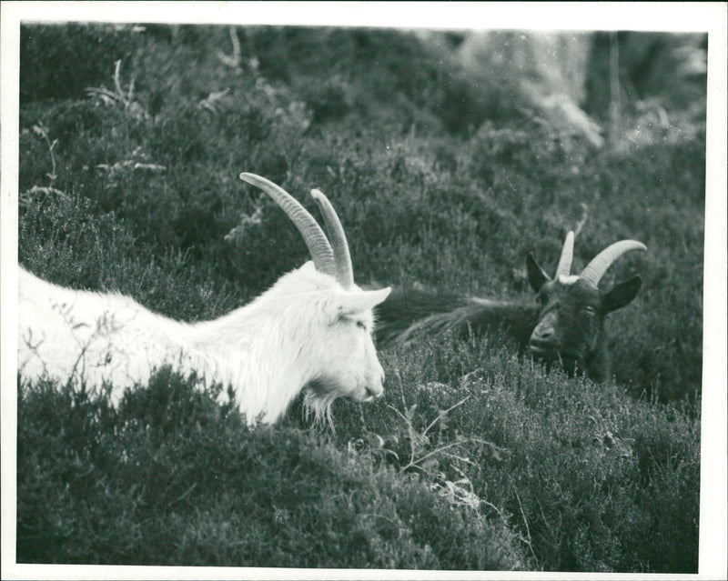 Animal Goat - Vintage Photograph