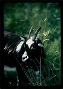 Animal Goat - Vintage Photograph