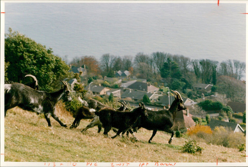 Animal Goat - Vintage Photograph