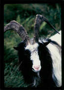 Animal Goat - Vintage Photograph