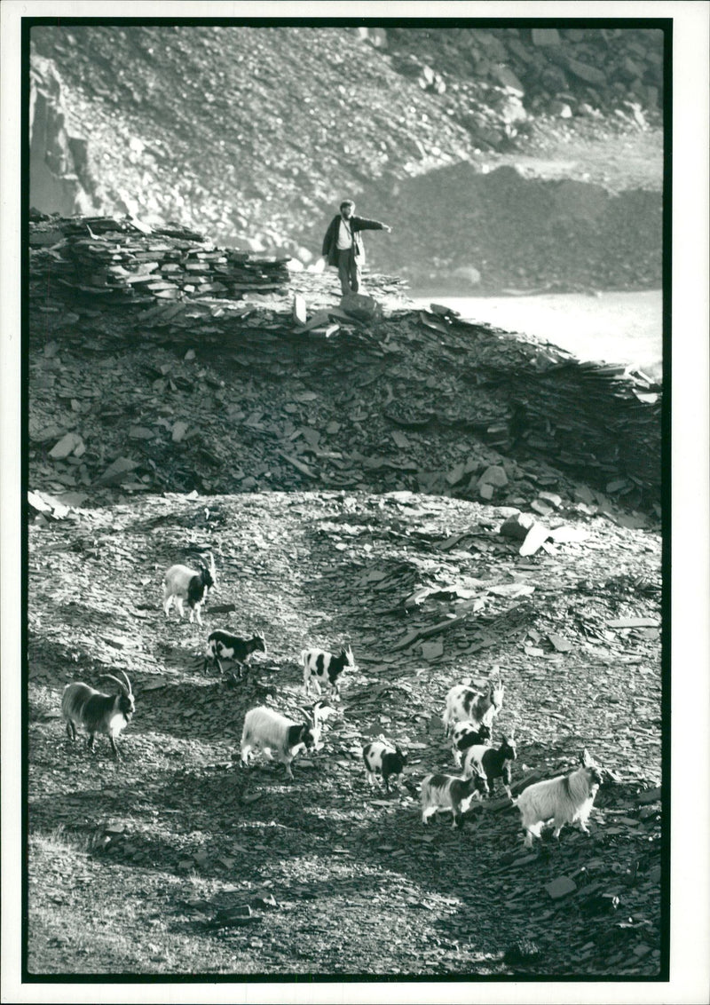 Animal Goat - Vintage Photograph