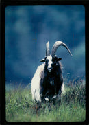 Animal Goat - Vintage Photograph