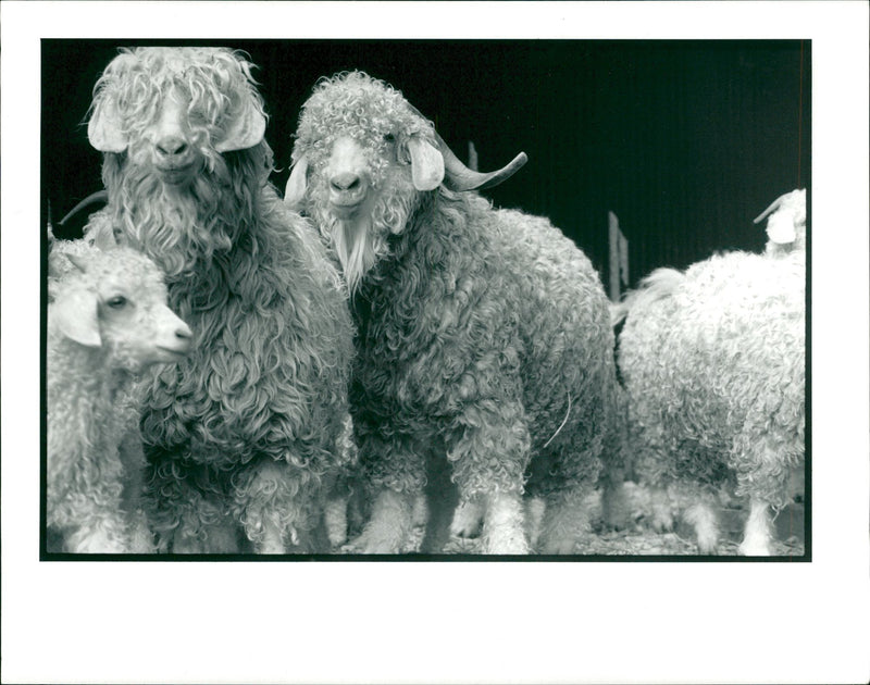 Animal Goat - Vintage Photograph