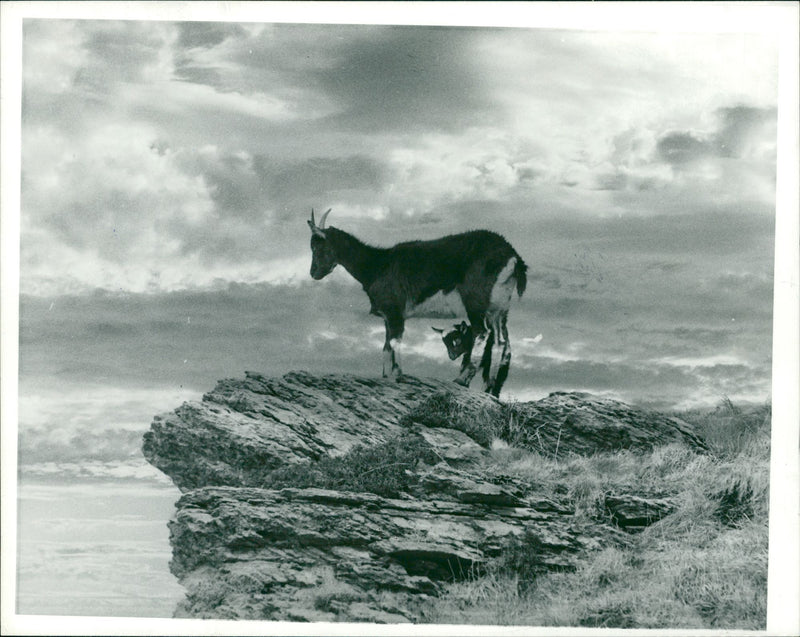 Animal Goat - Vintage Photograph