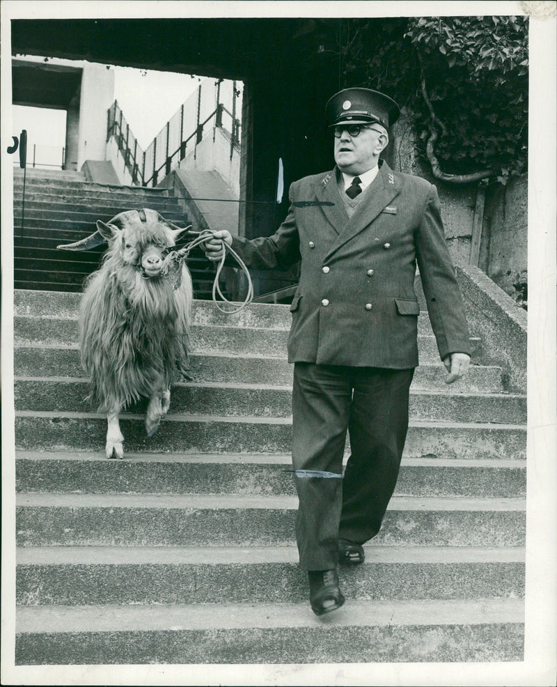 Animal Goat - Vintage Photograph