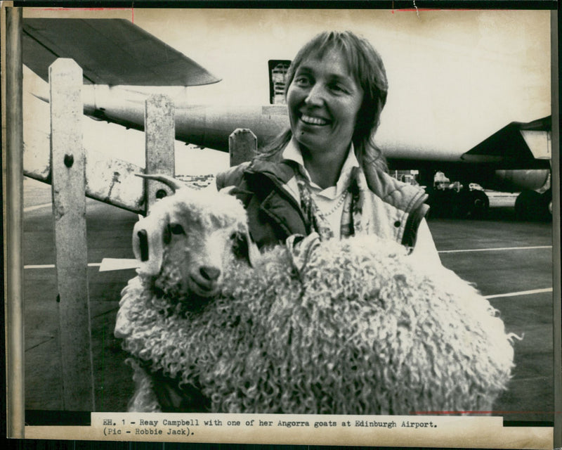 Animal Goat - Vintage Photograph