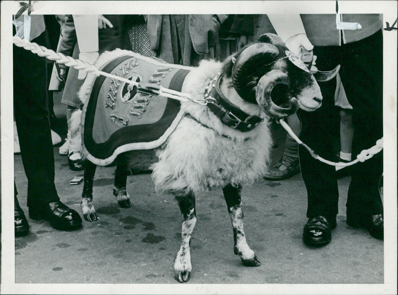 Animal Goat - Vintage Photograph