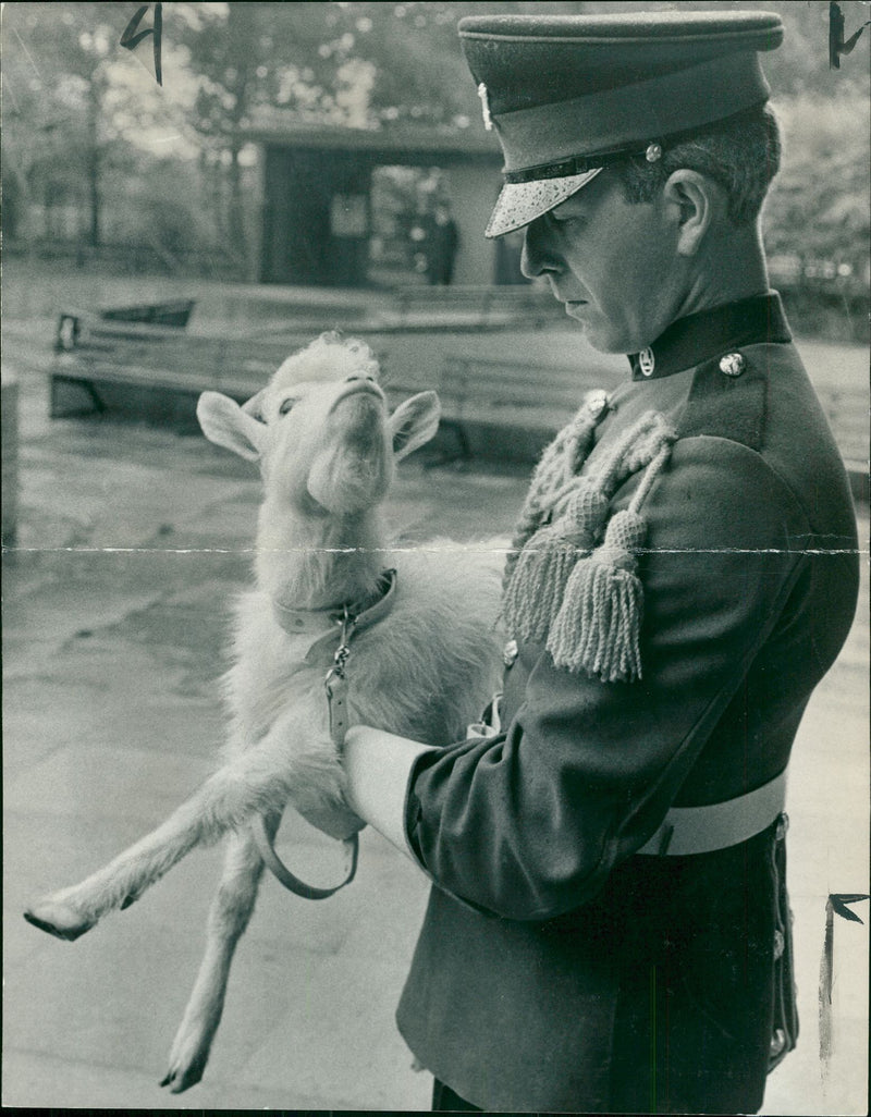 Animal Goat - Vintage Photograph