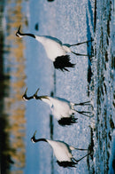 Crane Bird - Vintage Photograph