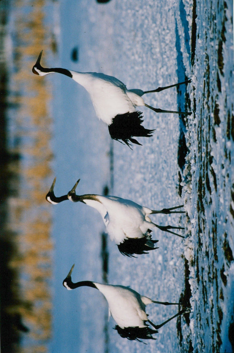 Crane Bird - Vintage Photograph