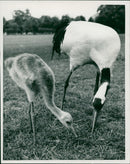 Crane Bird - Vintage Photograph