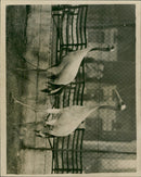 Crane Bird - Vintage Photograph