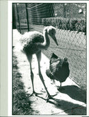 Crane Bird - Vintage Photograph