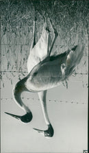 Crane Bird - Vintage Photograph