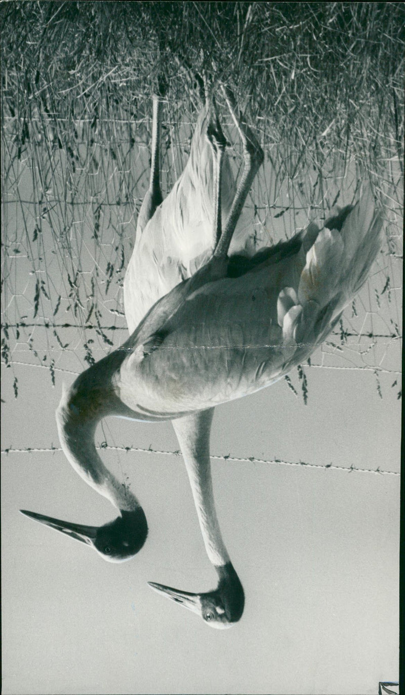 Crane Bird - Vintage Photograph