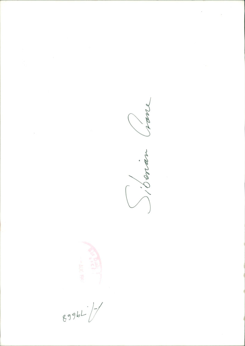 Crane Bird - Vintage Photograph