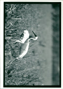 Crane Bird - Vintage Photograph