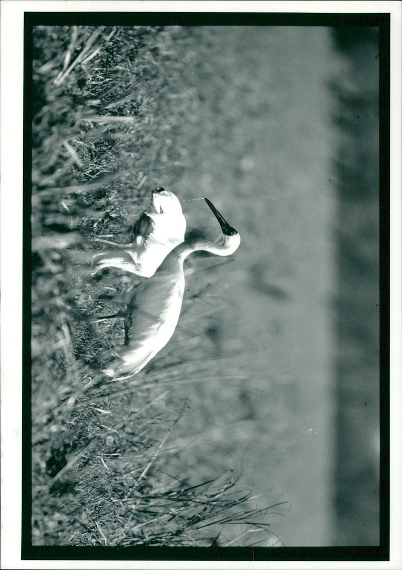 Crane Bird - Vintage Photograph