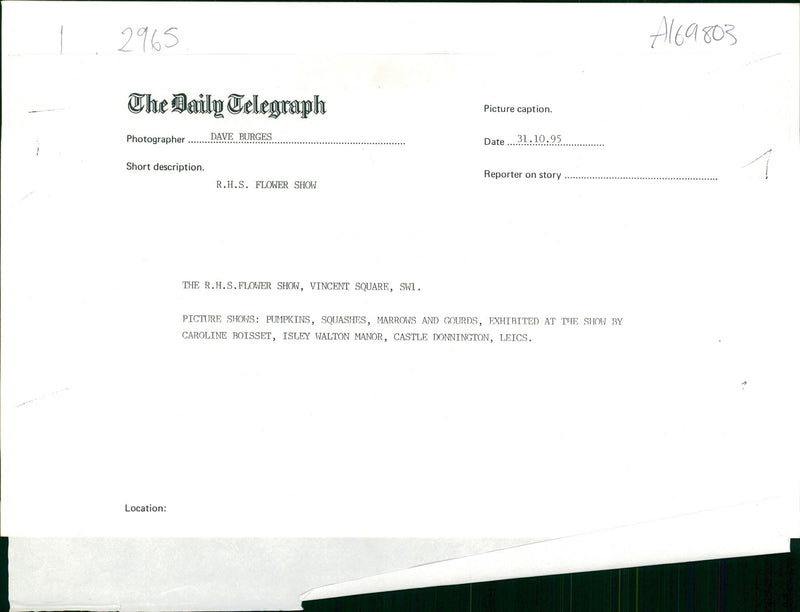 Pumpkin Squash - Vintage Photograph