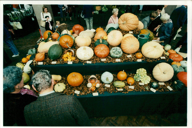 Pumpkin Squash - Vintage Photograph