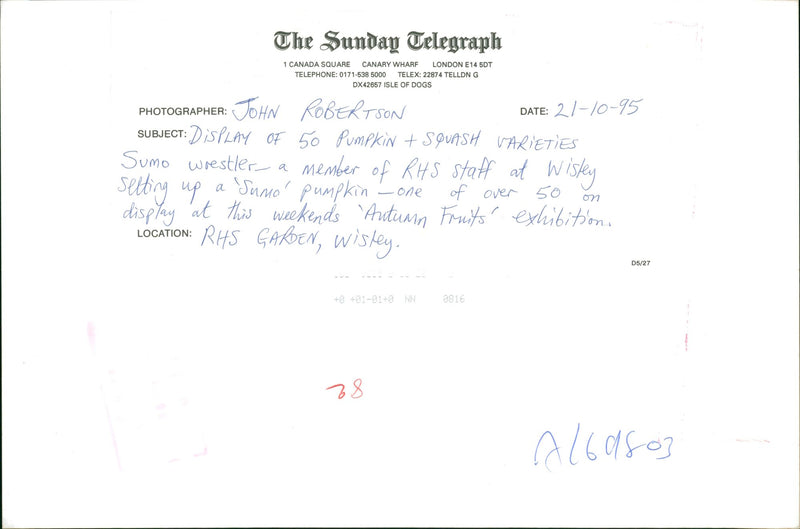 Pumpkin Squash - Vintage Photograph