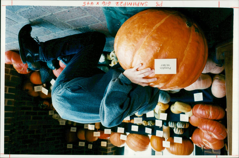 Pumpkin Squash - Vintage Photograph