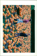 Pumpkin Squash - Vintage Photograph