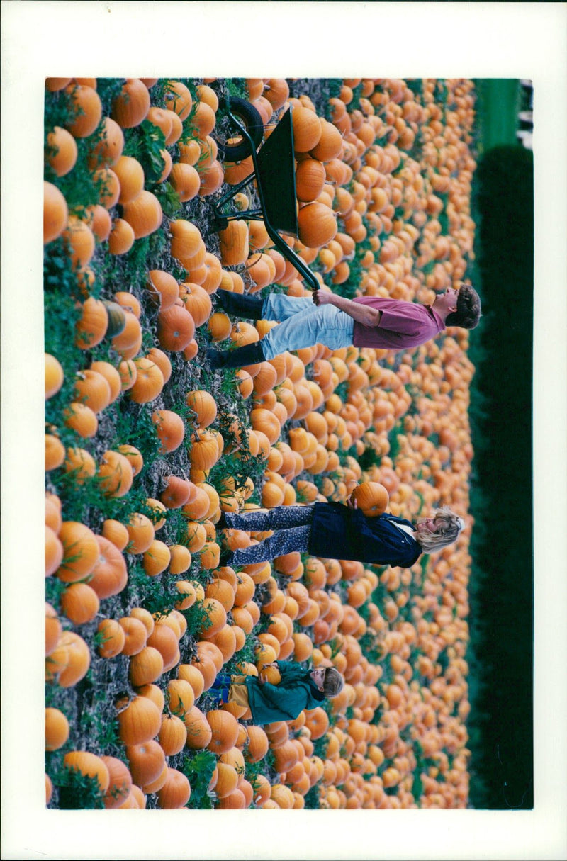 Pumpkin Squash - Vintage Photograph