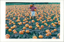Pumpkin Squash - Vintage Photograph