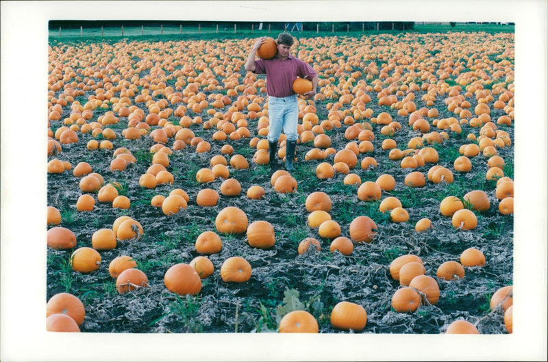 Pumpkin Squash - Vintage Photograph